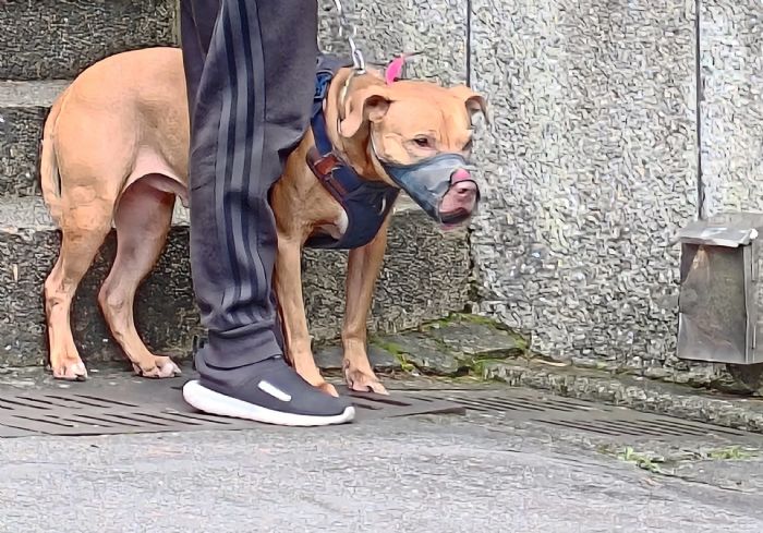 臺北市順利處理跳窗傷人比特犬，安置新計畫啟動