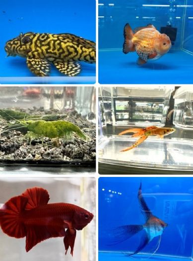 屏東縣觀賞魚產業推廣國際交流比賽在高雄盛大舉行，吸引全球愛好者參與