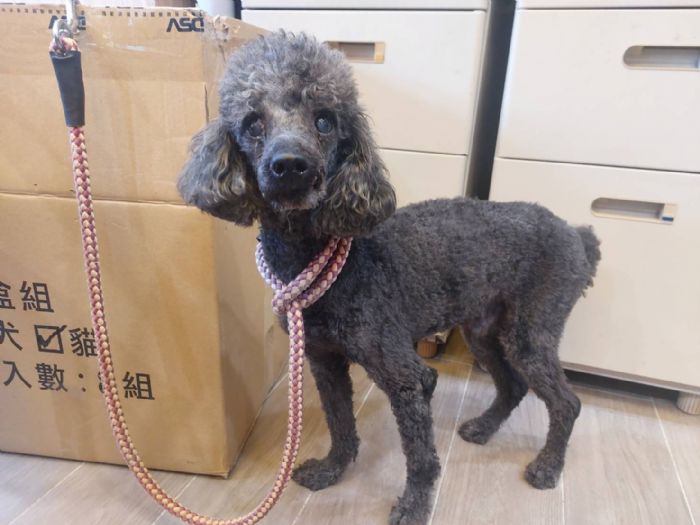 溫暖的重生：中和動物之家拯救老貴賓犬「DUKE」的故事