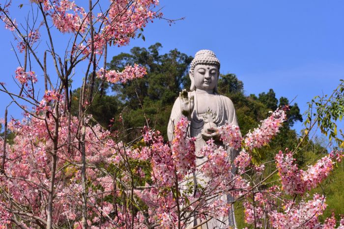 六龜賞花祈福之旅：春日花海與宗教聖地雙重魅力