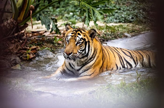 壽山動物園與六福村動物園締結姊妹園協定，共同邁向動物保育新里程碑