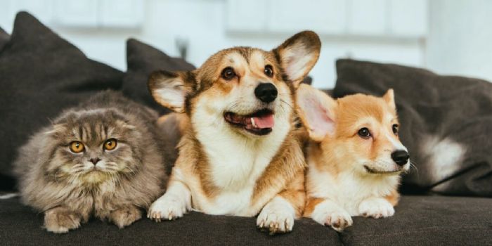 人工智慧與動物的交談:數位生物聲學的崛起