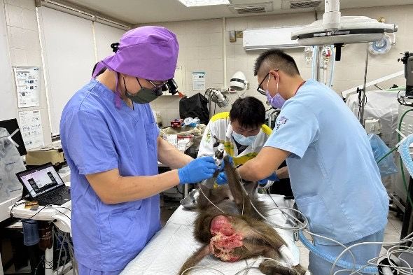 牙齒保健不輕忽,壽山動物園攜手動物醫院守護動物口腔健康
