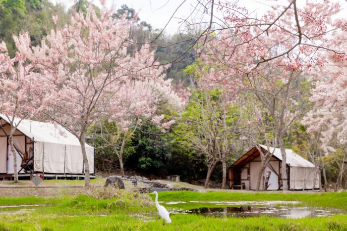 東高雄山城之旅:花旗木綻放季節