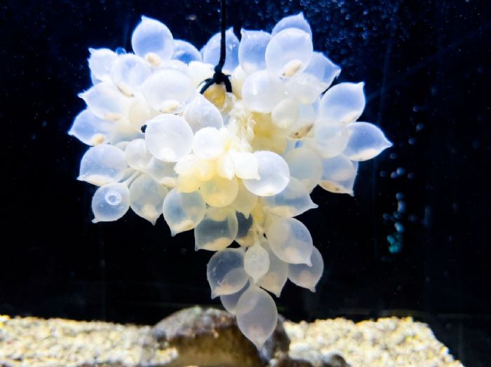 虎斑烏賊寶寶萌萌現身!屏東海生館夏日海洋季歡樂開展,一起探索神祕的海洋新生命