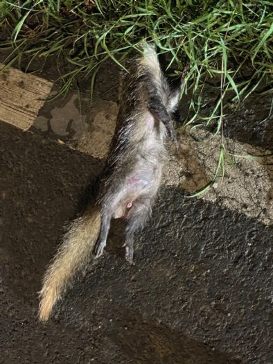 鼬獾狂犬病再現恆春半島,今年屏東累計第五例