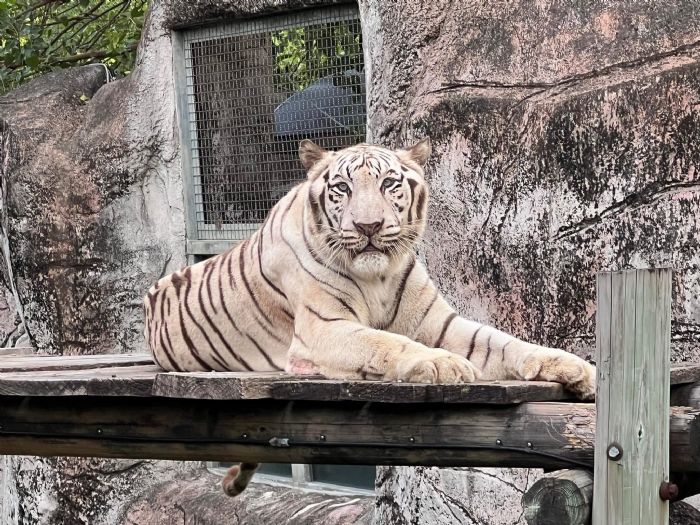 壽山動物園溫馨推廣虎保育,8/2紙風車劇團高雄旗糖登場親子共學