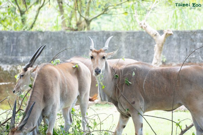 臺北市立動物園休園維護期間動物悠閒養精蓄銳，員工忙翻修剪更新環境