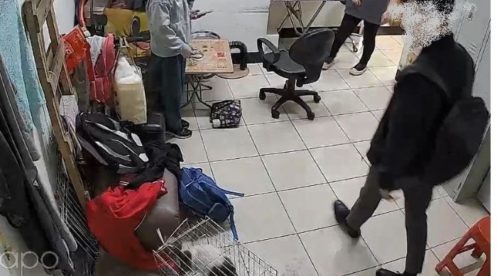 店貓攻擊路人引發報復，男友踹貓被新北動保處重罰15,000元