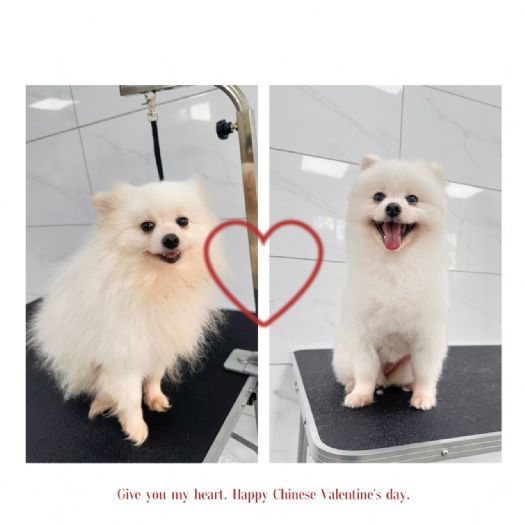 浪犬也能變明星！苗栗動保園區導入專業寵物美容服務，讓毛孩展現自信迎向幸福新家