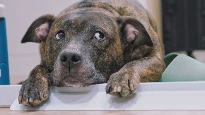 新北強化犬隻管理與教育!比特犬專案訪查成果穩定,推正向訓練打造友善城市