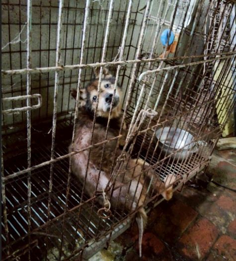 桃園動保處查獲非法犬隻繁殖場，37隻毛孩獲救等待新生