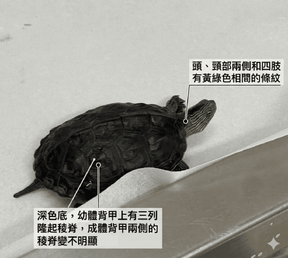 5月23日世界烏龜日暖心提醒！開車經過山區與公園路段，請讓「最慢路霸」安全回家