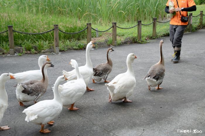 7月5日起暑假週六夜間延長開放，臺北市立動物園邀您一起「涼一夏」探索夜間動物世界