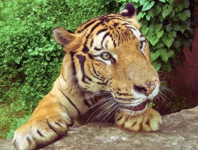 壽山動物園暑假大FUN送!兒童免費入園、昆蟲特展、新動物明星陪你嗨翻夏天