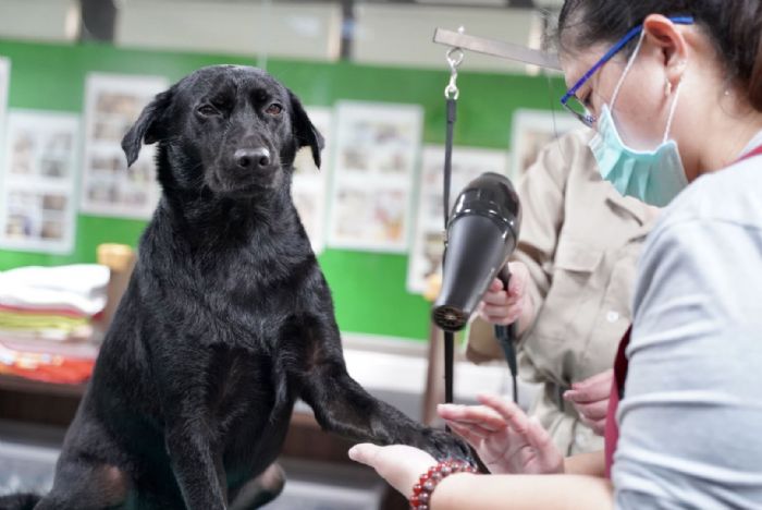 東森寵物雲公益捐贈30萬飼料,助力新北動物之家毛寶貝幸福成長