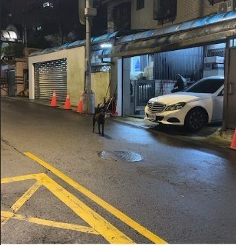 牽繩與口罩守護每一次散步：文山區犬隻攻擊事件，動保處啟動調查並再提醒飼主責任