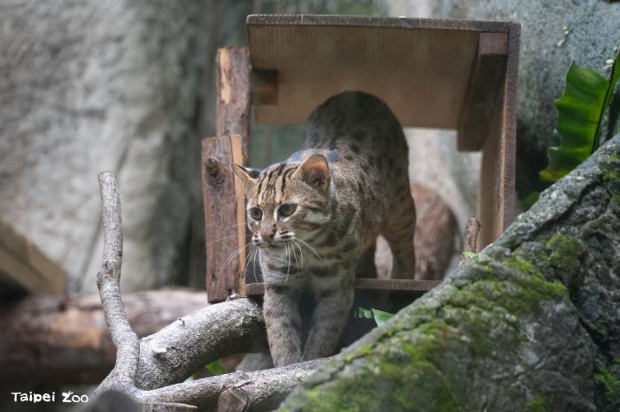 守護臺灣唯一原生貓科動物，10月5日「石虎日」快閃登場！動物園與各界攜手守護野生生命