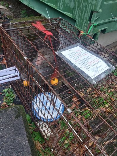北投市場「水果小偷」獼猴落網！動保處攜手居民成功捕獲