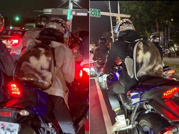 可憐!哈士奇被塞進寵物背包,引起民憤檢舉,飼主或面臨7萬5千元罰款