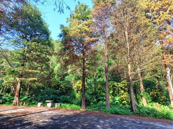 南港「麗山農民廣場」驚豔登場!落羽松煥發炫目紅光,與雙心跳石、秘境步道交織出悠揚流水聲的奇妙畫面