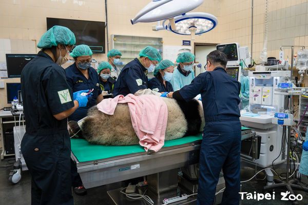 「圓仔」大貓熊健康報告優良 特別提醒保持牙齒健康