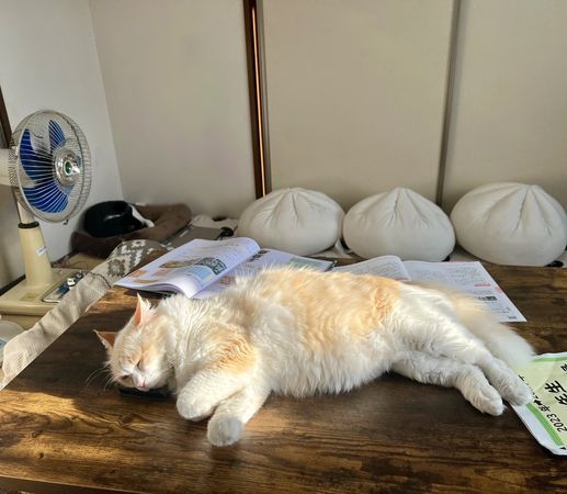「手機神隱中!桌上熟睡橘白貓」 爸嘴角上揚:笑噴發現之喜
