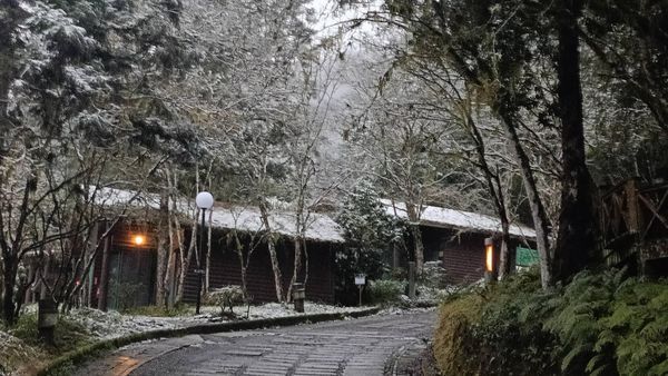 冬日仙境!明池淨雪 銀白神木園積雪5cm美不勝收