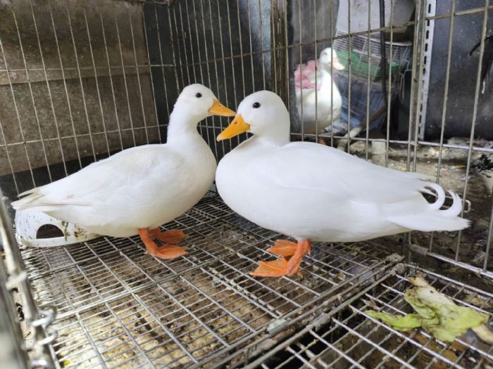 幸福鴨鴨大冒險！永和飼主與愛鴨驚險團圓，動保處貼心提醒加強防護與登記