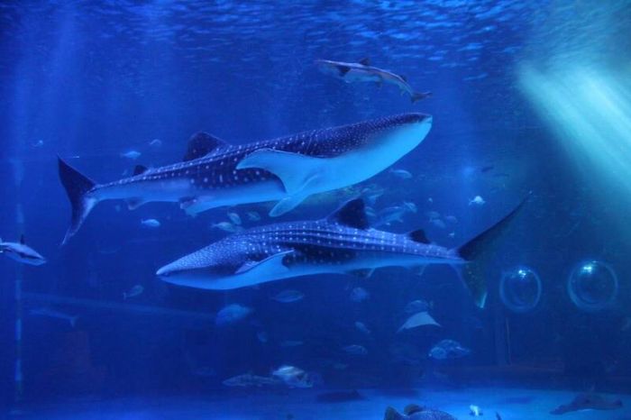 日強震最新受害者!水族館「明星鯨鯊死亡」 設備慘遭震壞