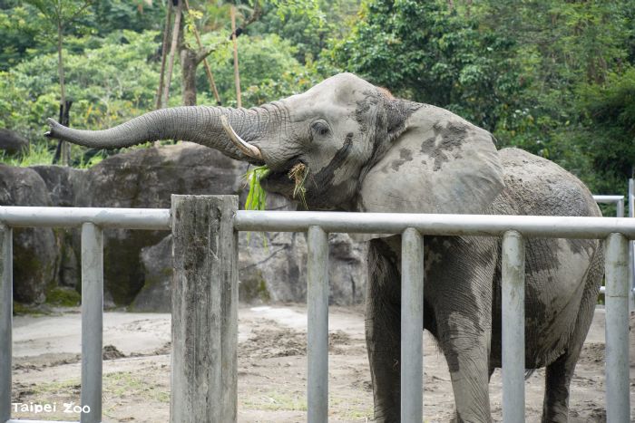 大象也有上課時間!臺北市立動物園邀民眾認識非洲象訓練與行為豐富化
