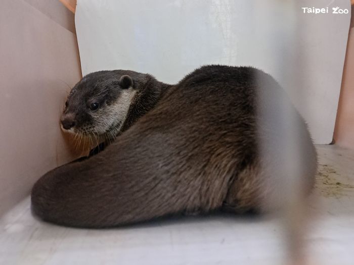 小爪水獺「香橙」遠赴紐西蘭!臺北市立動物園參與國際保育交流,守護瀕危物種未來
