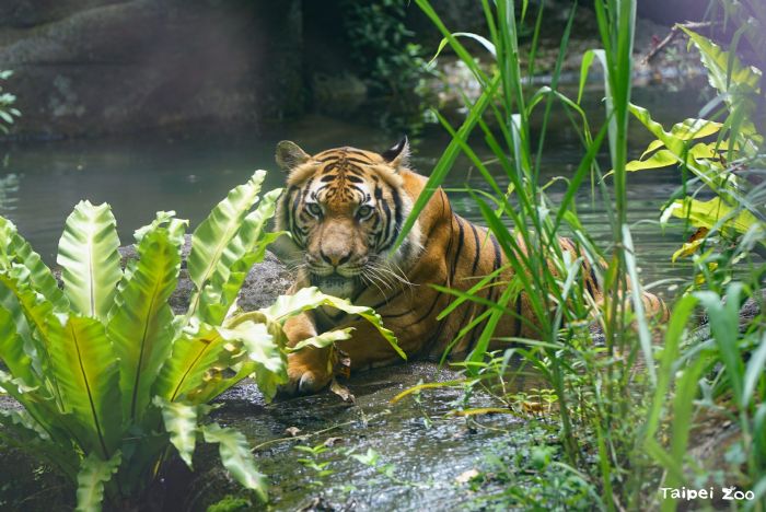 動物園裡的夏日清涼派對：泡澡游泳玩水消暑趣