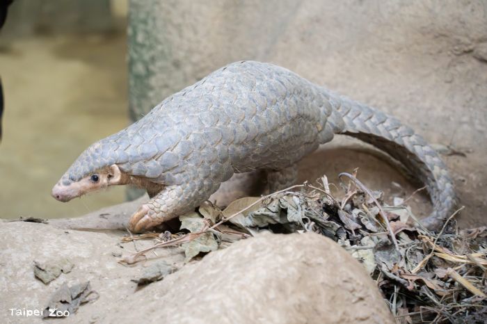 永續共學・自然共好，臺北市立動物園攜手企業夥伴啟動穿山甲保育教育計畫