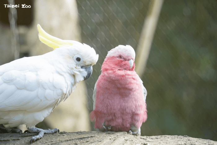 5月31日世界鸚鵡日,臺北市立動物園邀民眾認識鸚鵡魅力與保育危機